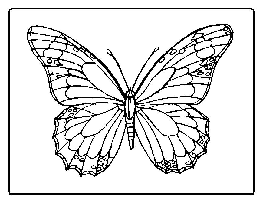 869x671 Butterfly Coloring Pages 2 ~ Butterfly Beautiful Pictures
