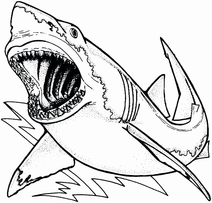 Coloring Page Of Shark Unique A Simple Drawing Of Blue Shark 687x660 Coloring Page Of Shark Unique A Simple Drawing Of Blue Shark