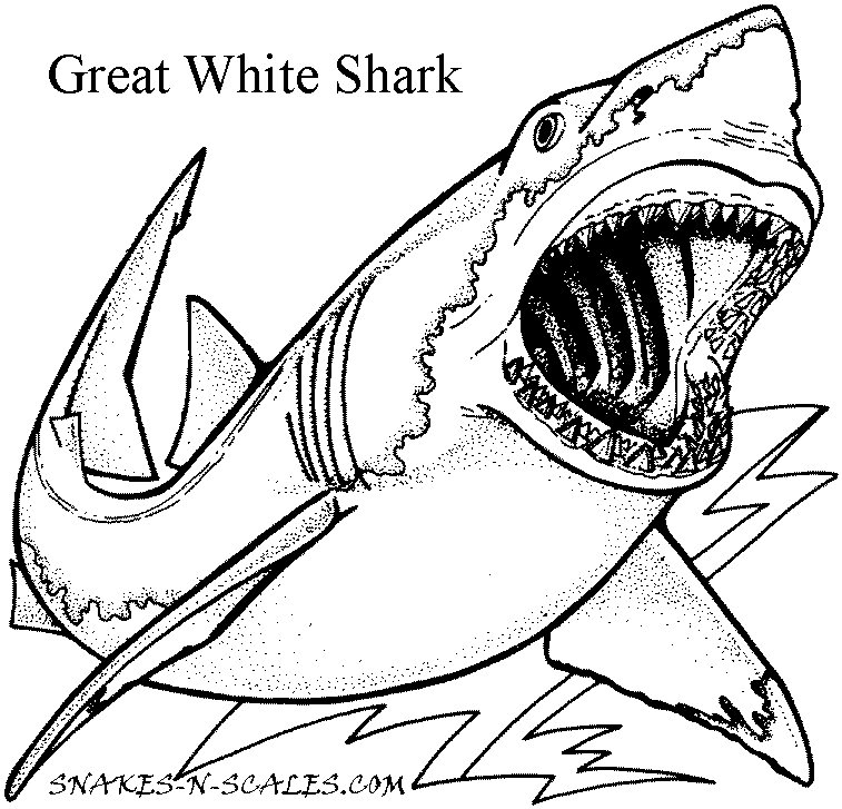 Great White Shark Coloring Page Snakes N Scales 757x727 Great White Shark Coloring Page Snakes N Scales