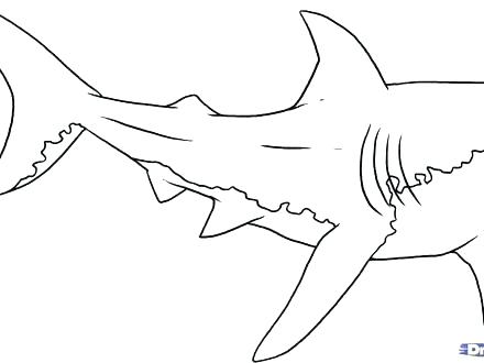 Megalodon Shark Coloring Pages Sharks And Rays Coloring Page 440x330 Megalodon Shark Coloring Pages Sharks And Rays Coloring Page