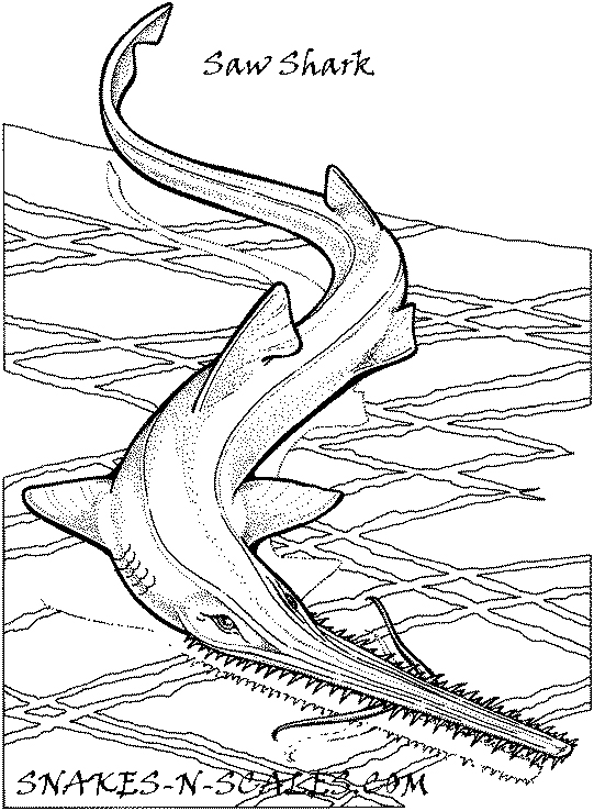 Saw Shark Coloring Page 541x738 Saw Shark Coloring Page