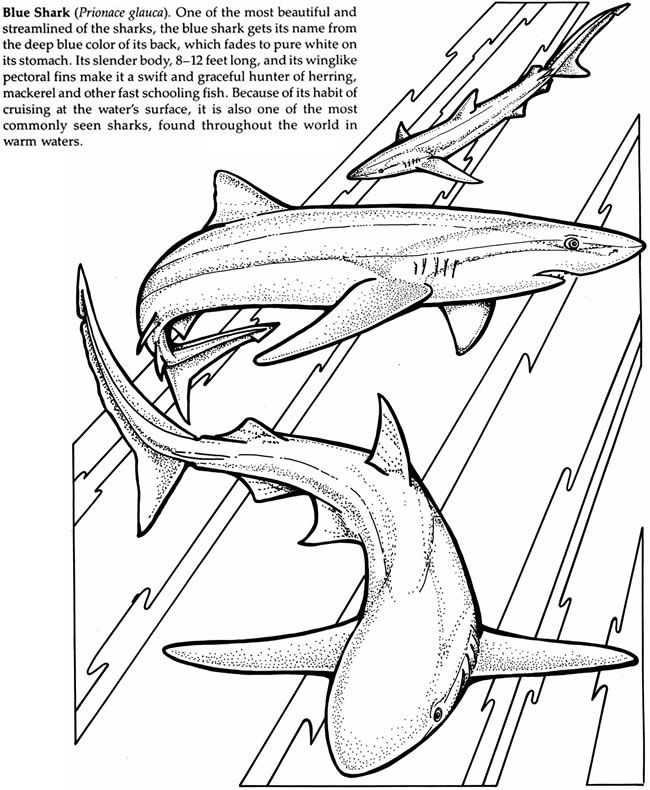 Sharks Of The World Coloring Book Dover Publications Coloring 650x790 Sharks Of The World Coloring Book Dover Publications Coloring