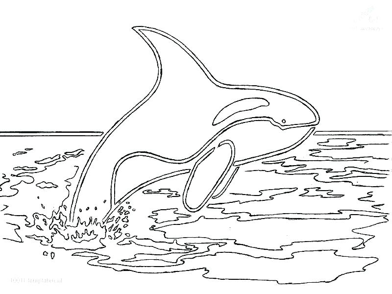 Whale Coloring Page Humpback Whale Coloring Page Blue Whale 800x600 Whale Coloring Page Humpback Whale Coloring Page Blue Whale