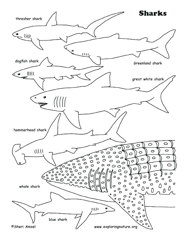 Shark Coloring Sheet 612x792 Shark Coloring Sheet