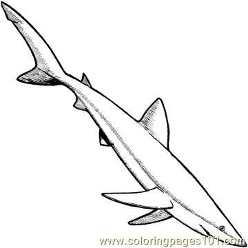 Blue Shark 1 Coloring Page 360x360 Blue Shark 1 Coloring Page