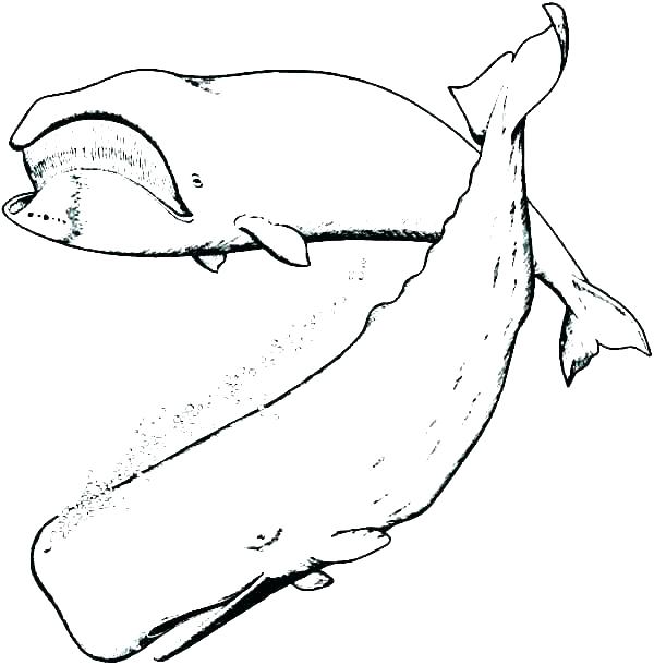 Whale Shark Coloring Pages 600x610 Whale Shark Coloring Pages