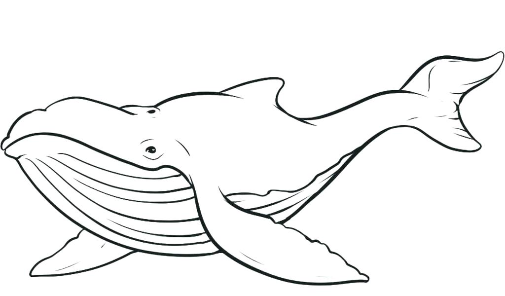 Blue Whale Coloring Page Blue Whale Coloring Page Whale Color Page 1024x600 Blue Whale Coloring Page Blue Whale Coloring Page Whale Color Page