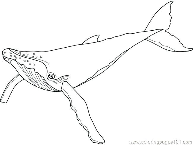 Blue Whale Coloring Page at GetColorings.com | Free printable colorings ...