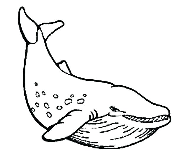 600x559 Whale Coloring Sheets Whale Coloring Sheets Super Big Blue Whale