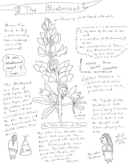 448x576 Bluebonnet Coloring Page This Is Bluebonnet Coloring Page Pictures