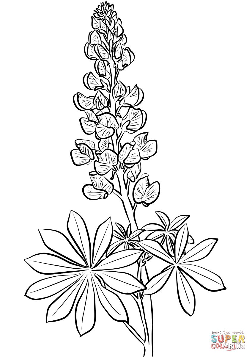 848x1200 Perspective Bluebonnet Coloring Page 2 Bluebonnet Flower Coloring