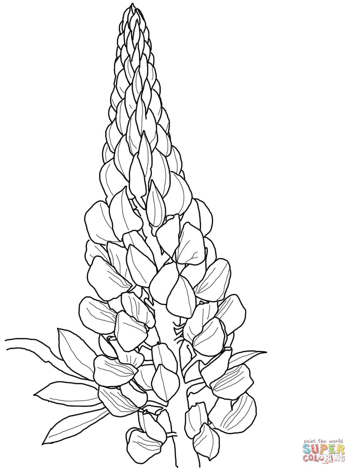 1200x1600 Pioneering Texas Bluebonnet Coloring Page Mock