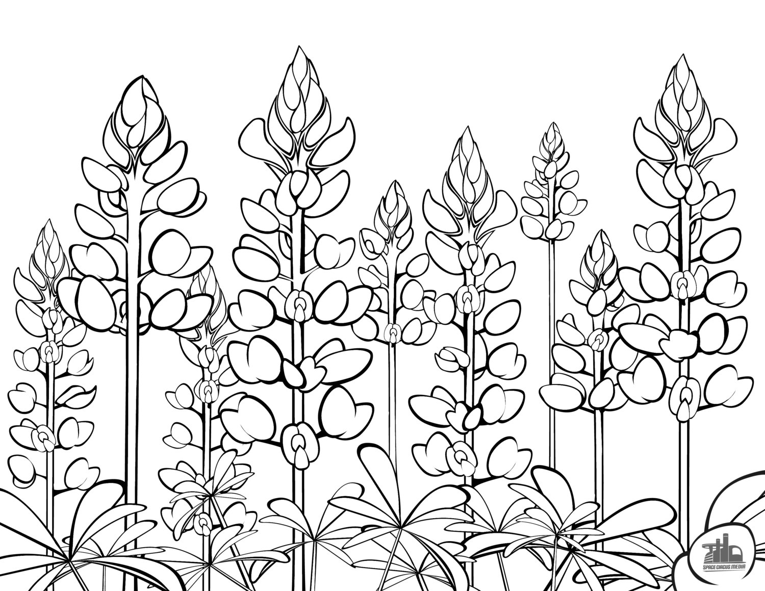 1500x1159 Promising Texas Bluebonnet Coloring Page Blueb