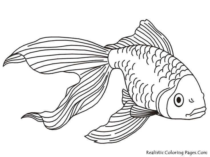 Fins Clipart Fish Drawing 736x552 Fins Clipart Fish Drawing