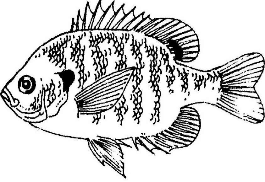 Fish 843x580 Fish