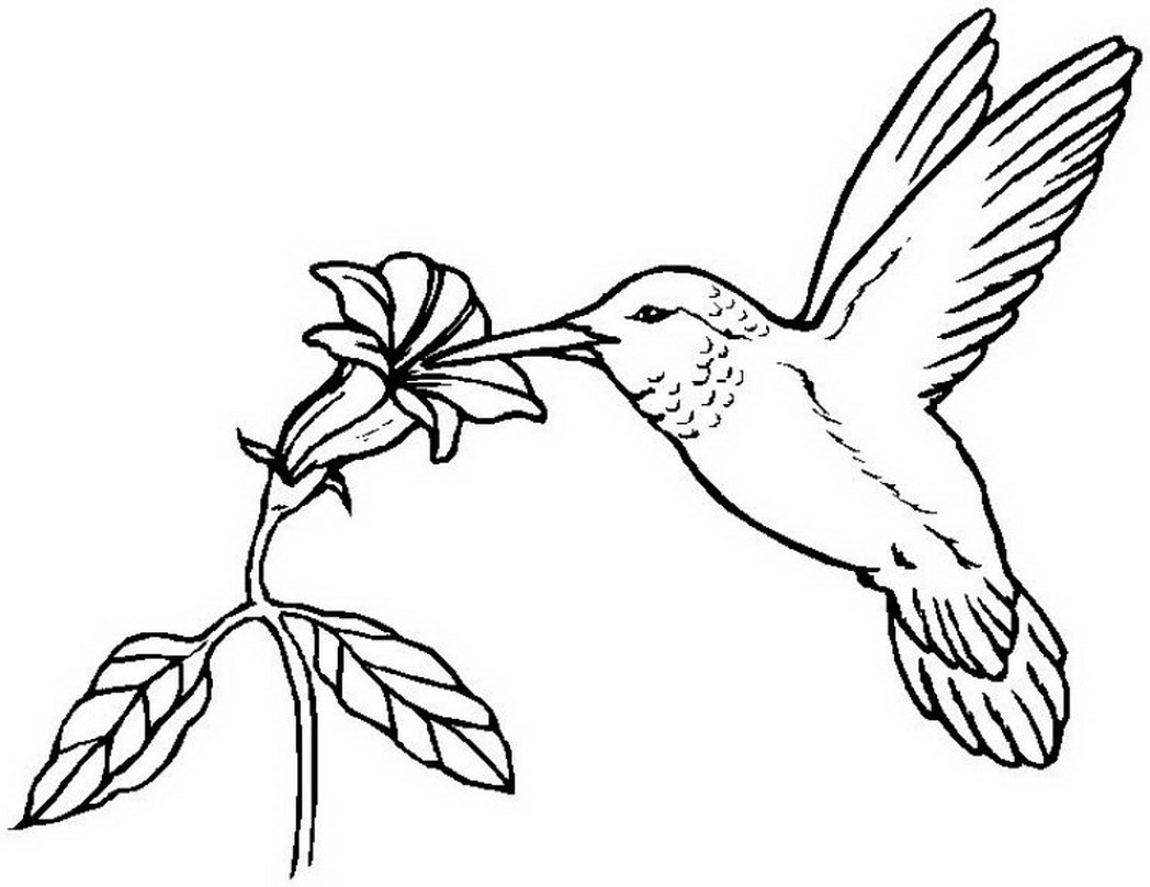 Bird Coloring Pages Images Crazy Gallery 286393 Coloring Pages 1048x808 Bird Coloring Pages Images Crazy Gallery 286393 Coloring Pages