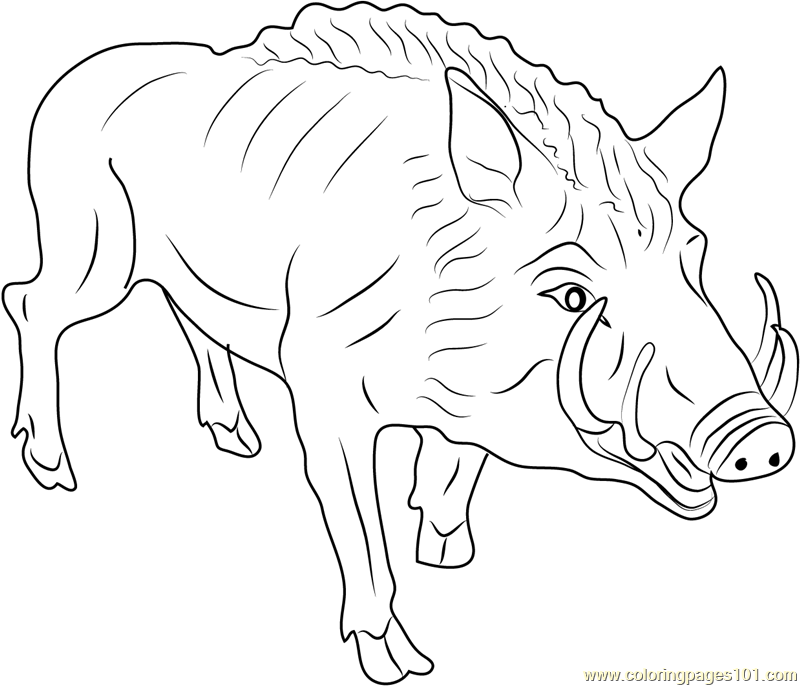 Eurasian Wild Pig Coloring Page 800x686 Eurasian Wild Pig Coloring Page