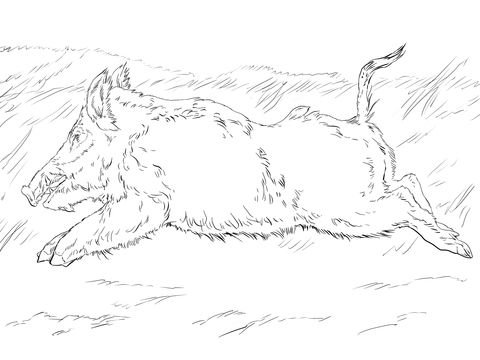 Pro Wild Boar Line Drawing Wild Boar Drawing 480x360 Pro Wild Boar Line Drawing Wild Boar Drawing