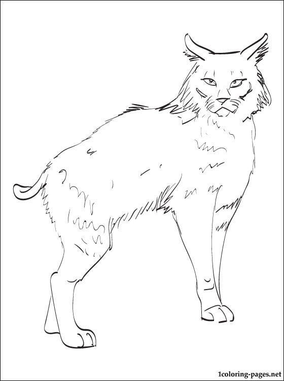 Bobcat Coloring Pages at GetColorings.com | Free printable colorings ...
