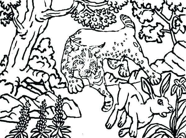 Deer Hunting Coloring Pages Bobcat Hunting Deer Coloring Pages 600x446 Deer Hunting Coloring Pages Bobcat Hunting Deer Coloring Pages