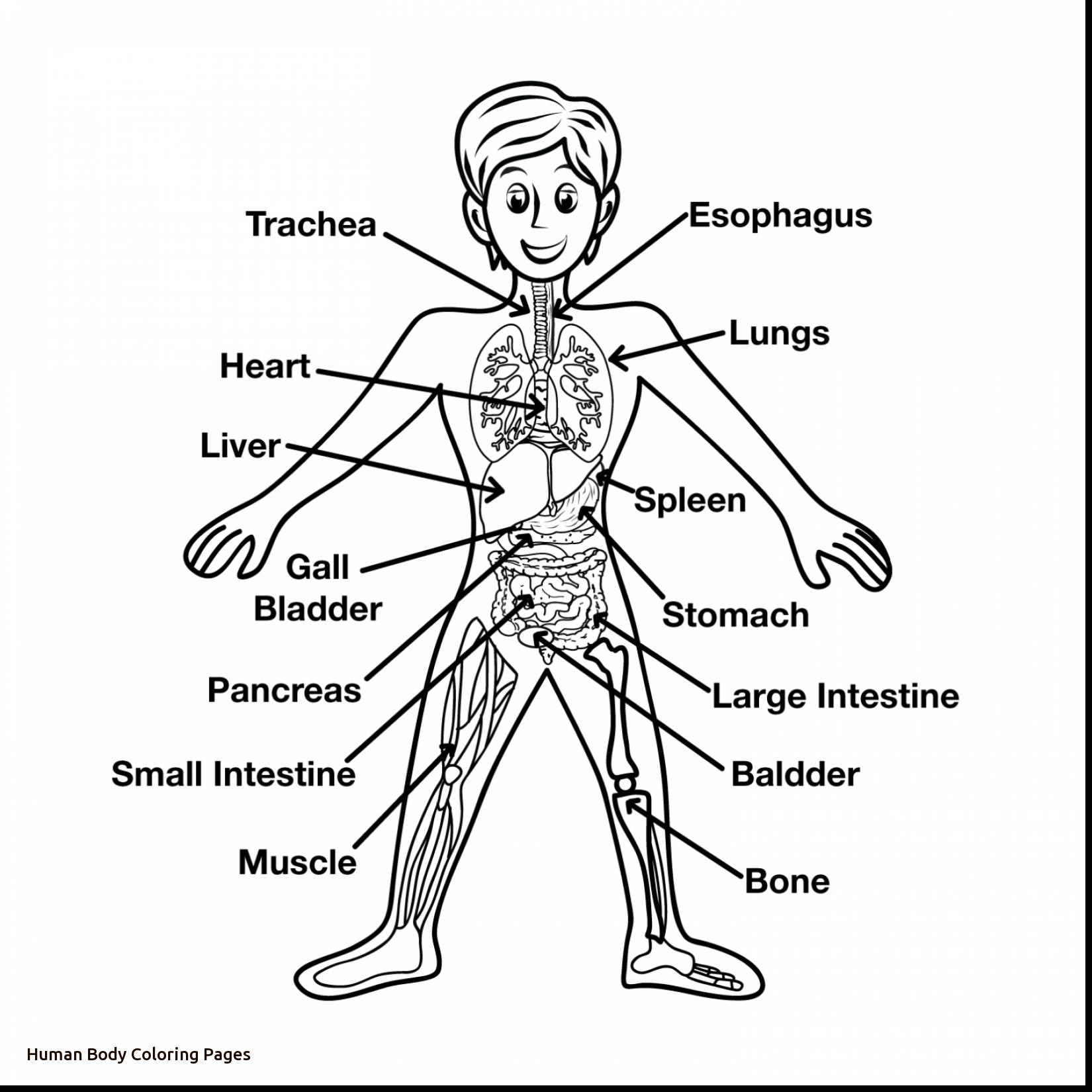 Body Parts Coloring Pages 3 Rallytv Org And Page 1650x1650 Body Parts Coloring Pages 3 Rallytv Org And Page