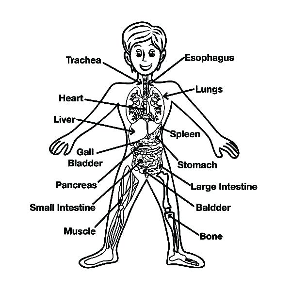 Body Coloring Page Human Beautiful Human Body Coloring Book 600x600 Body Coloring Page Human Beautiful Human Body Coloring Book