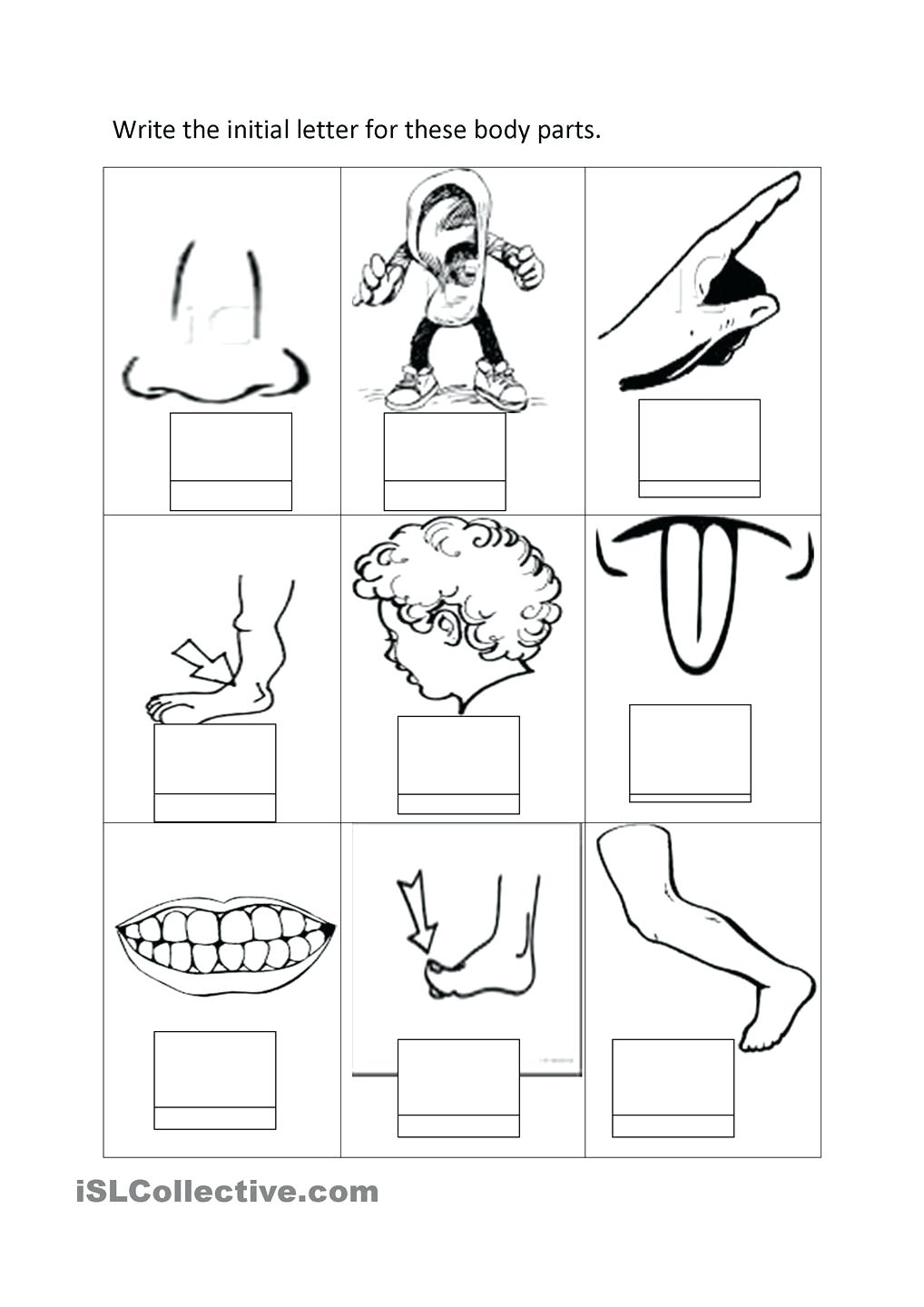 Body Coloring Page Parts Pages High Quality Sheets 1018x1440 Body Coloring Page Parts Pages High Quality Sheets