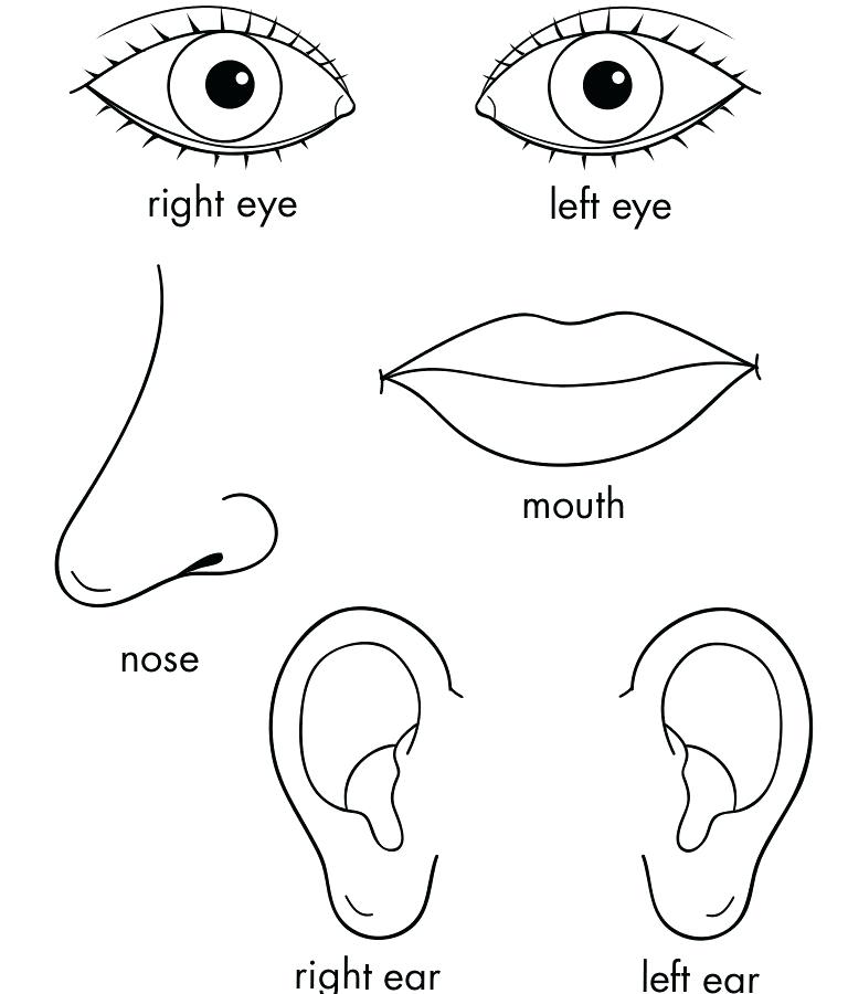 Coloring Pages For Toddlers Body Blank Coloring Book For Toddler 768x900 Coloring Pages For Toddlers Body Blank Coloring Book For Toddler