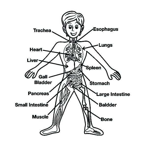 600x600 Female Human Body Coloring Pages Coloring Sky Human Body Parts
