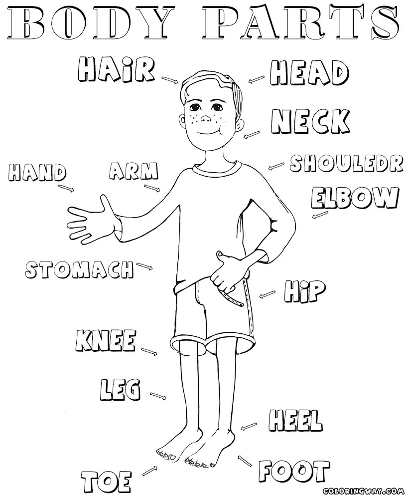 Body Parts Coloring Pages For Preschool at GetColorings.com | Free ...