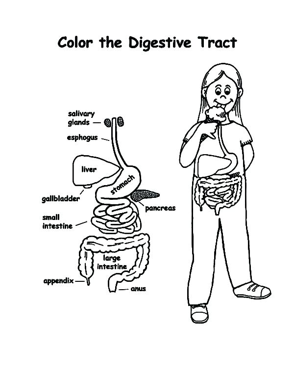 600x776 Body Coloring Pages Human Coloring Pages The Digestive Tract