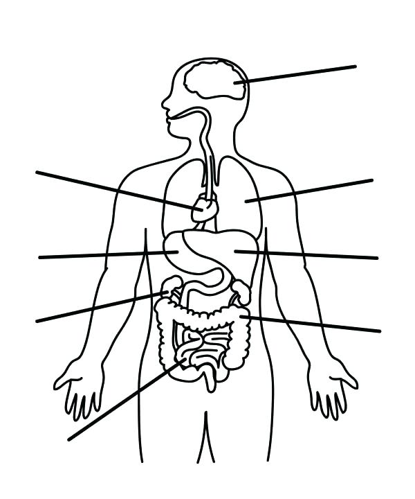 Body Coloring Pages Human Anatomy Coloring Pages Human Anatomy 600x720 Body Coloring Pages Human Anatomy Coloring Pages Human Anatomy
