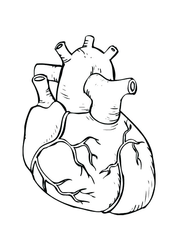 Body Parts Coloring Pages Printables Kids Coloring Human Coloring 620x875 Body Parts Coloring Pages Printables Kids Coloring Human Coloring