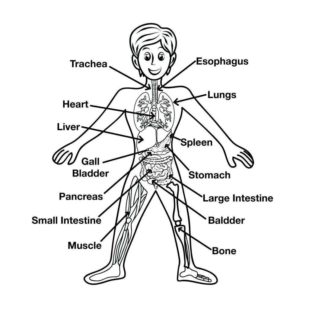 Human Anatomy Coloring Sheets The Body Parts For Kids Throughout 1024x1024 Human Anatomy Coloring Sheets The Body Parts For Kids Throughout
