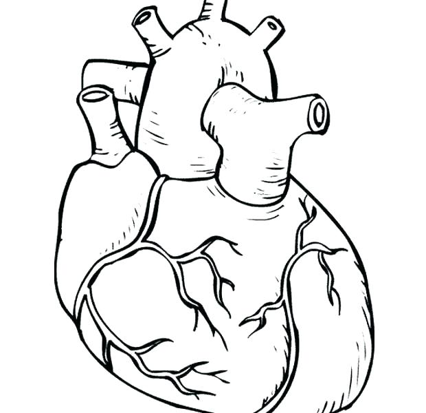 Body Coloring Pages Body Parts Coloring Sheets For Kindergarten 620x600 Body Coloring Pages Body Parts Coloring Sheets For Kindergarten