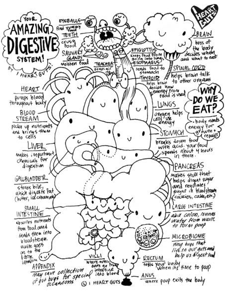 Digestive System Coloring Page Human Digestive System 453x600 Digestive System Coloring Page Human Digestive System