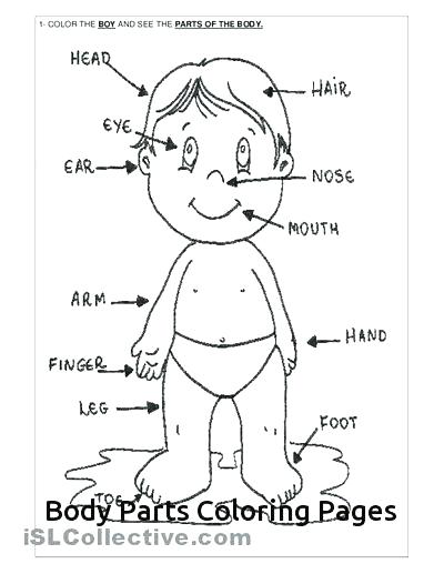 Body Coloring Pages Body Coloring Pages Related Body Parts 400x517 Body Coloring Pages Body Coloring Pages Related Body Parts
