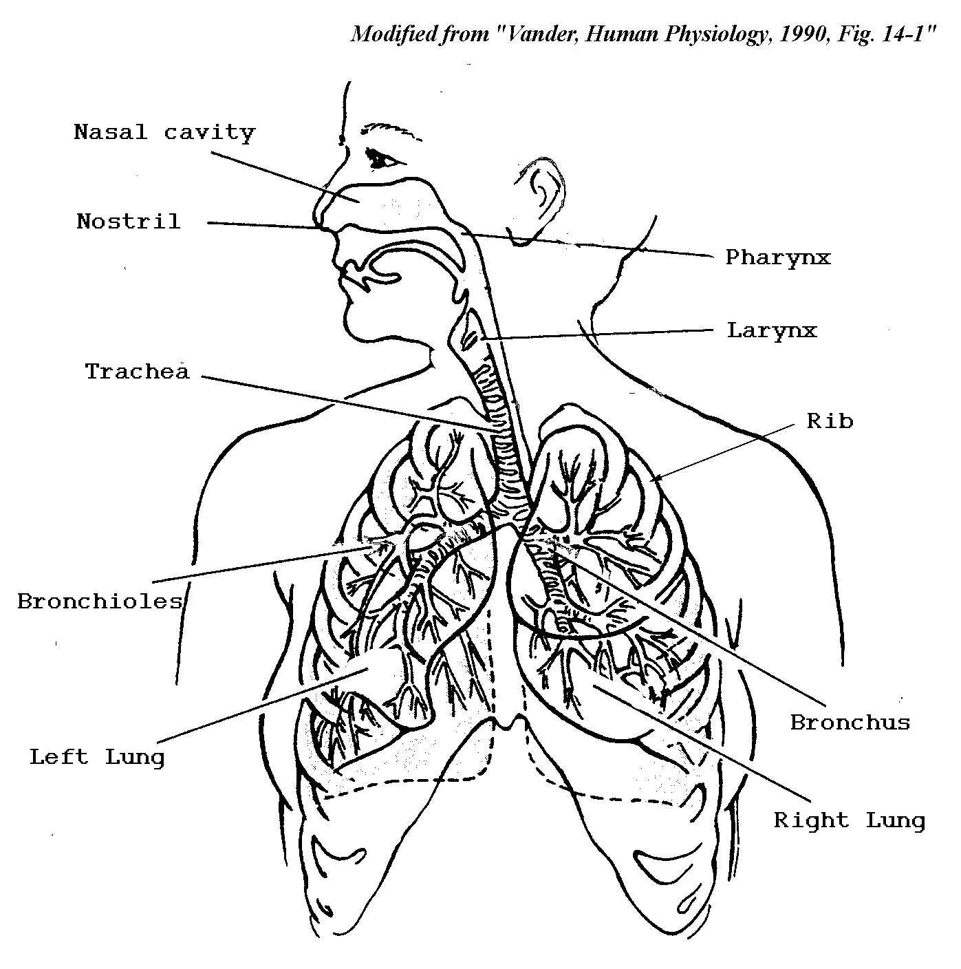 Body Systems Coloring Pages at GetColorings.com | Free printable