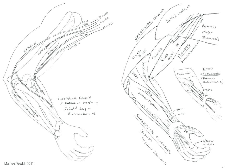 Body Systems Coloring Pages at GetColorings.com | Free printable