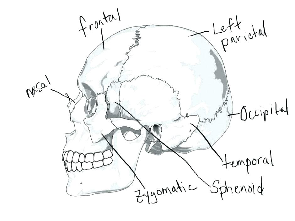 Body Systems Coloring Pages Skeletal System Coloring Pages 940x705 Body Systems Coloring Pages Skeletal System Coloring Pages