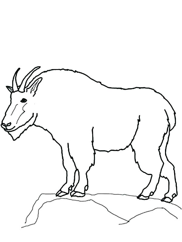 600x799 Goat Coloring Pages Goat For Coloring Mountain Free Printable Goat