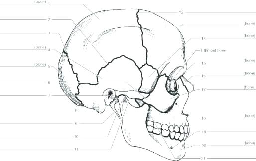Skull Bones Coloring Pages Printable Sugar Skull Mask Kids 514x323 Skull Bones Coloring Pages Printable Sugar Skull Mask Kids