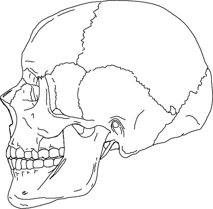 Skull Coloring Pages Anatomy Anatomy Skull Colouring Pages View 748x733 Skull Coloring Pages Anatomy Anatomy Skull Colouring Pages View