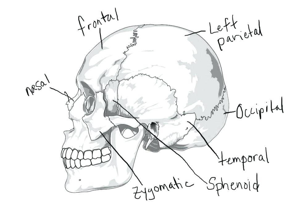 Awesome Skull Coloring Pages Anatomy And Colouring Pages Page 2 44 940x705 Awesome Skull Coloring Pages Anatomy And Colouring Pages Page 2 44