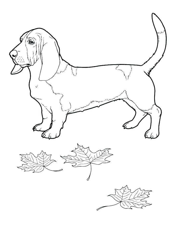 736x989 Free Border Collie Coloring Pages Animal Colorin Fuhrer Von