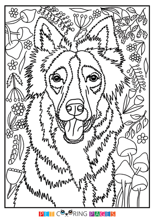 500x711 Border Collie Coloring Page Zain