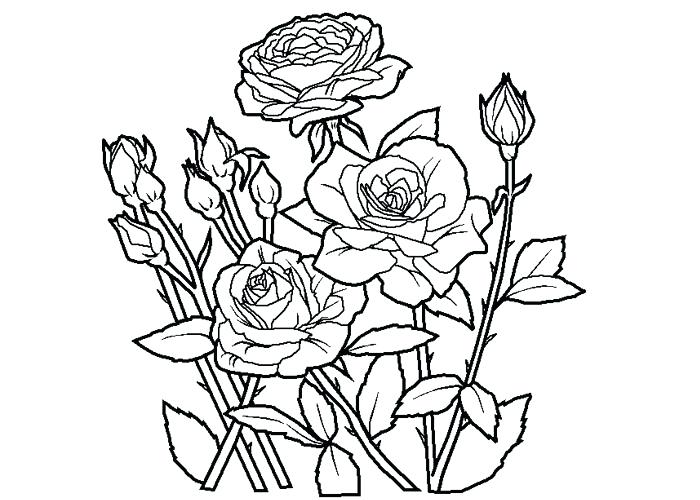 Roses Coloring Pages Inspiring Rose Coloring Page Inspiring 700x500 Roses Coloring Pages Inspiring Rose Coloring Page Inspiring