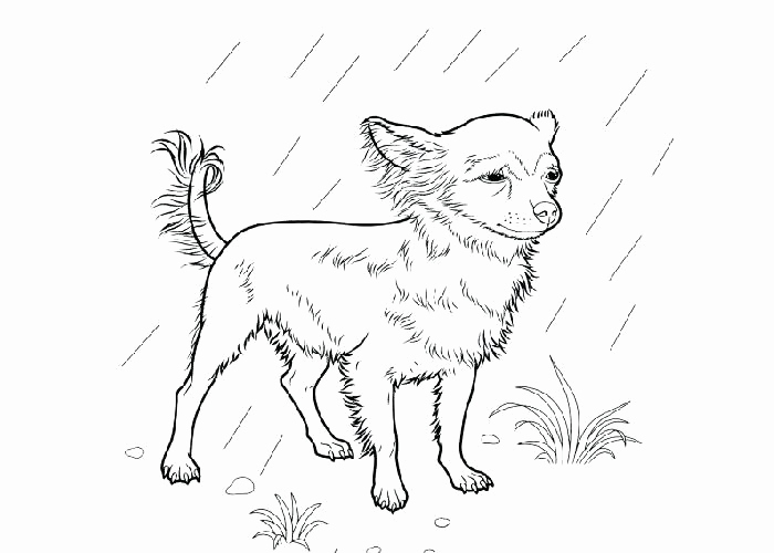 Emejing Boston Terrier Coloring Page Pictures 700x500 Emejing Boston Terrier Coloring Page Pictures