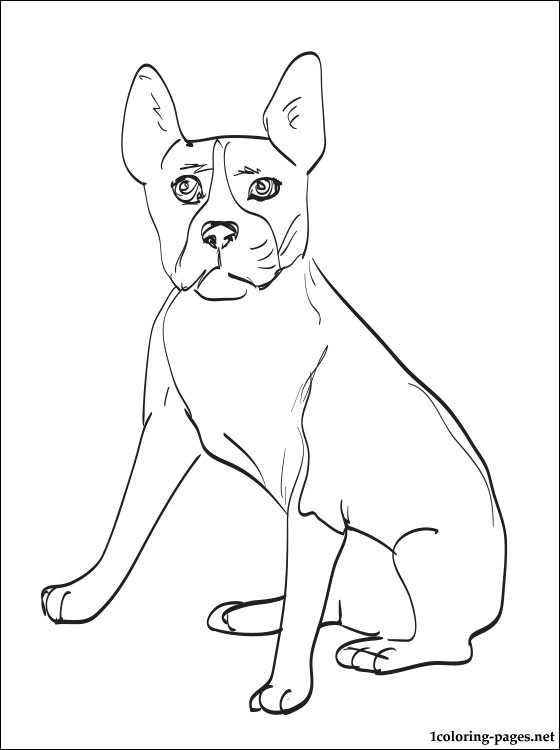 Boston Terrier Coloring Page Coloring Pages 560x750 Boston Terrier Coloring Page Coloring Pages