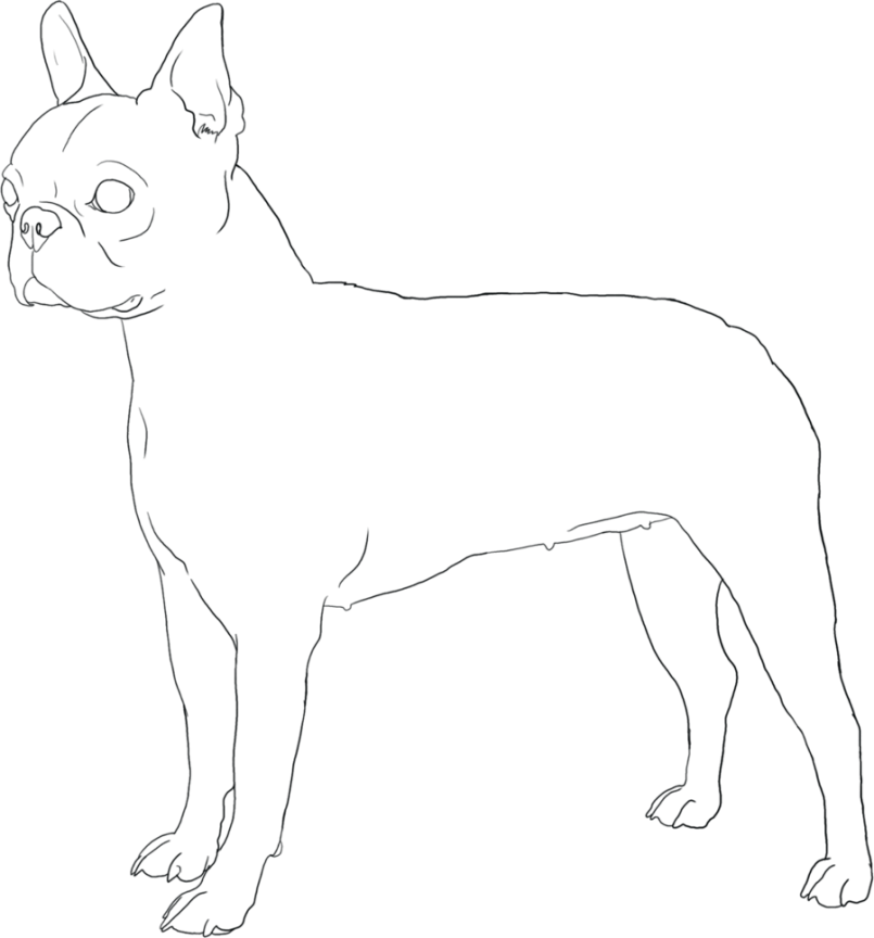 Coloring Boston Terrier Coloring Pages Free Also Boston Terrier 805x864 Coloring Boston Terrier Coloring Pages Free Also Boston Terrier